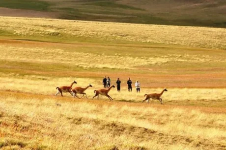 excursion safari experience