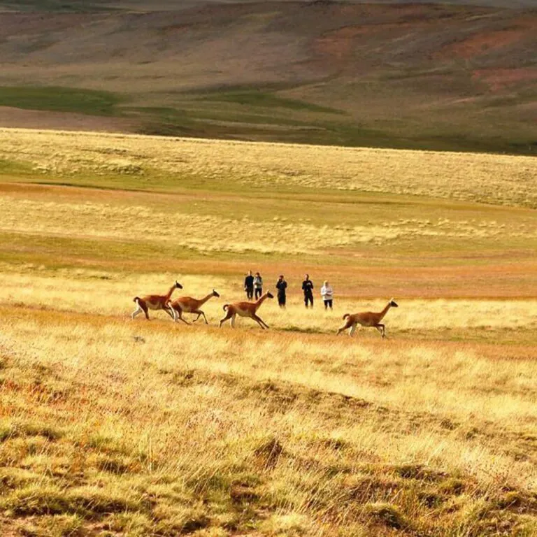 excursion safari experience