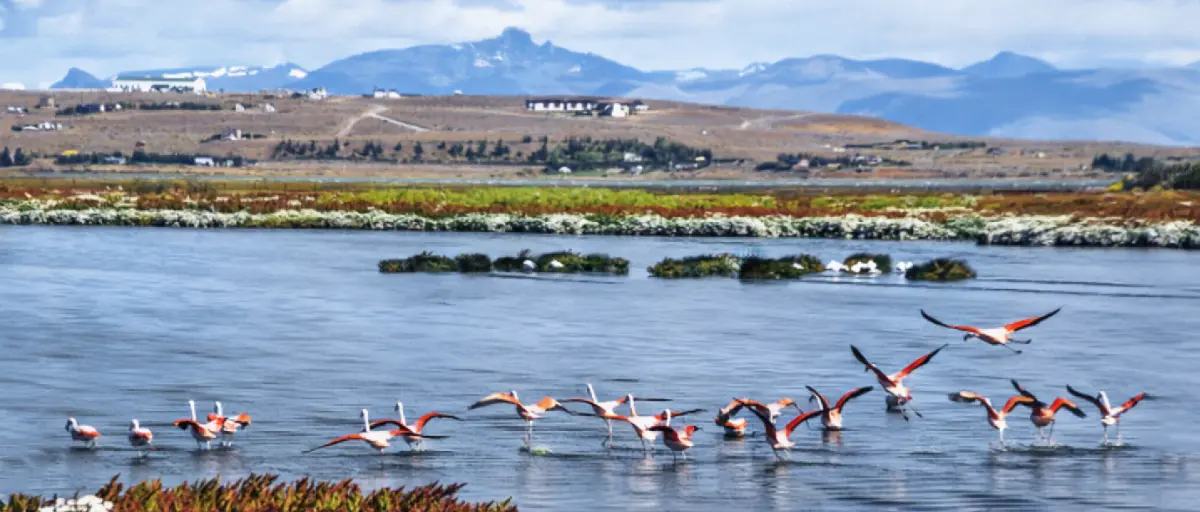 Flamencos rosados alimentándose en la Laguna Nimez con el Lago Argentino y montañas de fondo
